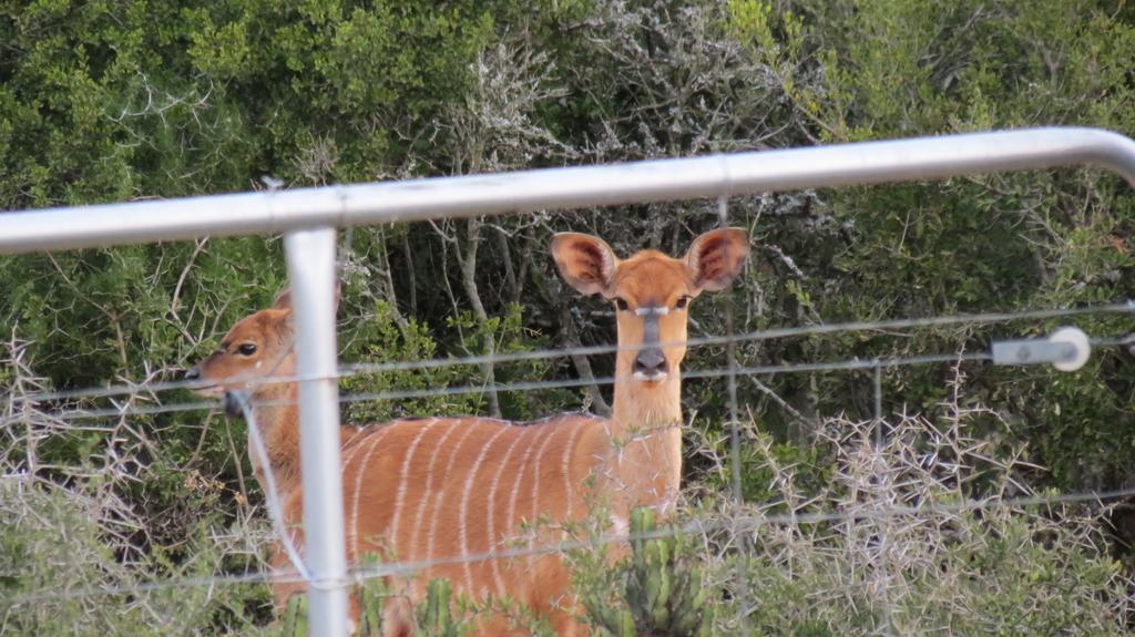 Kudu Ridge Game Lodge أدو المظهر الخارجي الصورة