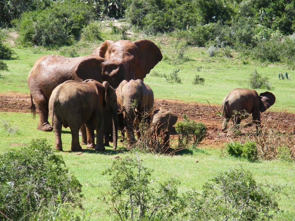 Kudu Ridge Game Lodge أدو المظهر الخارجي الصورة