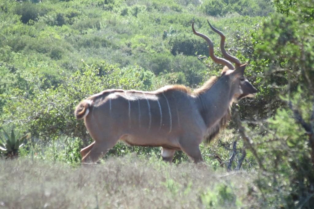 Kudu Ridge Game Lodge أدو المظهر الخارجي الصورة