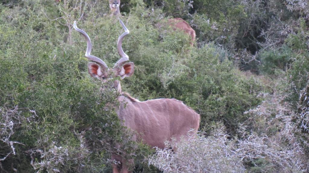 Kudu Ridge Game Lodge أدو المظهر الخارجي الصورة