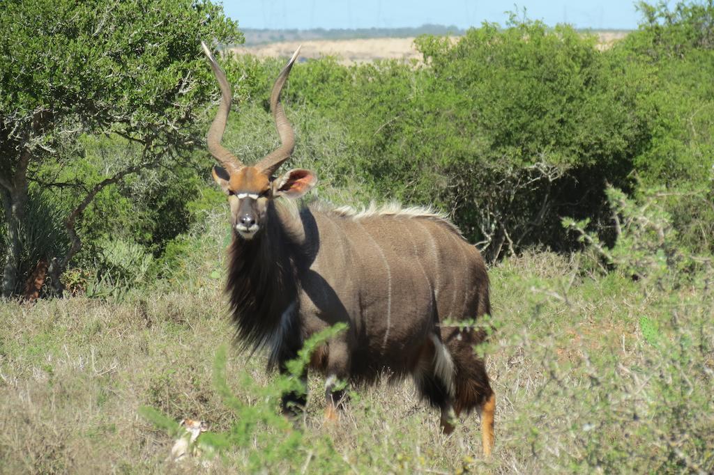 Kudu Ridge Game Lodge أدو المظهر الخارجي الصورة