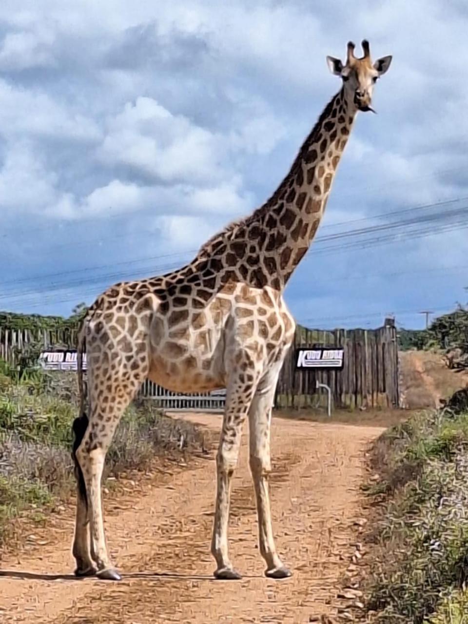Kudu Ridge Game Lodge أدو المظهر الخارجي الصورة