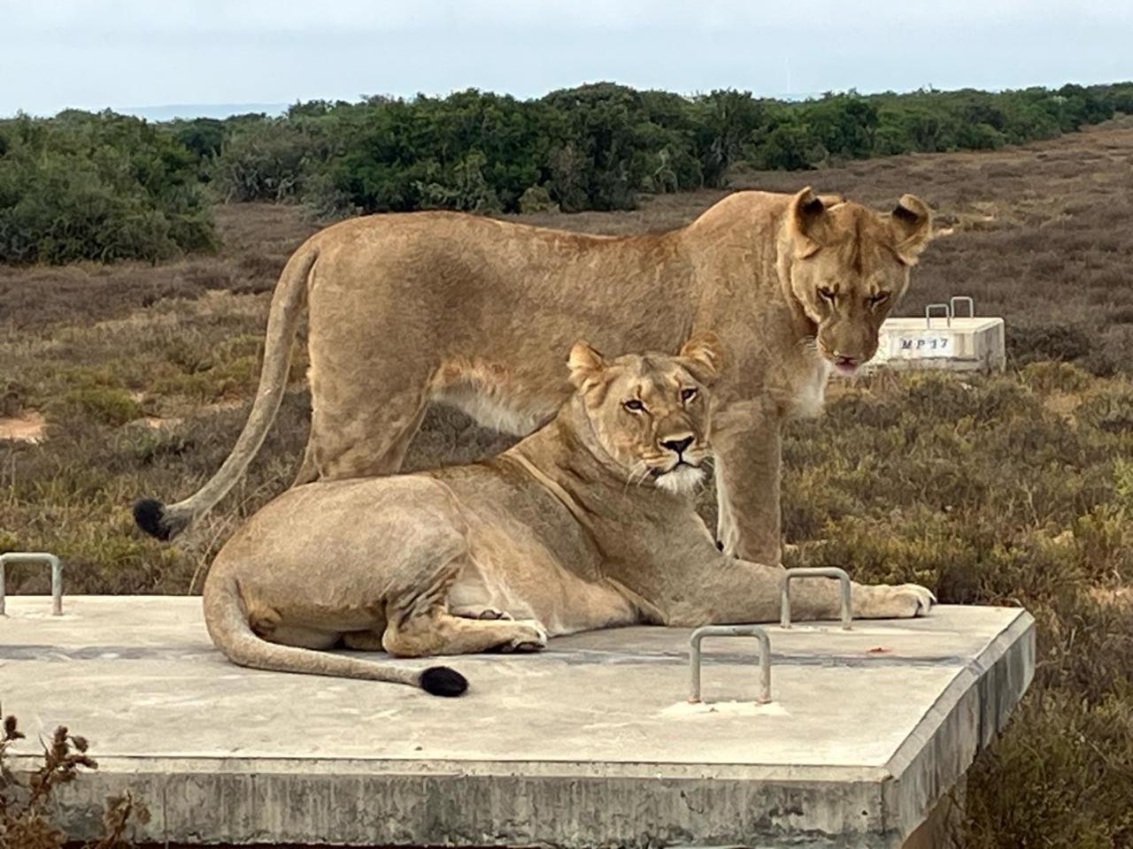 Kudu Ridge Game Lodge أدو المظهر الخارجي الصورة