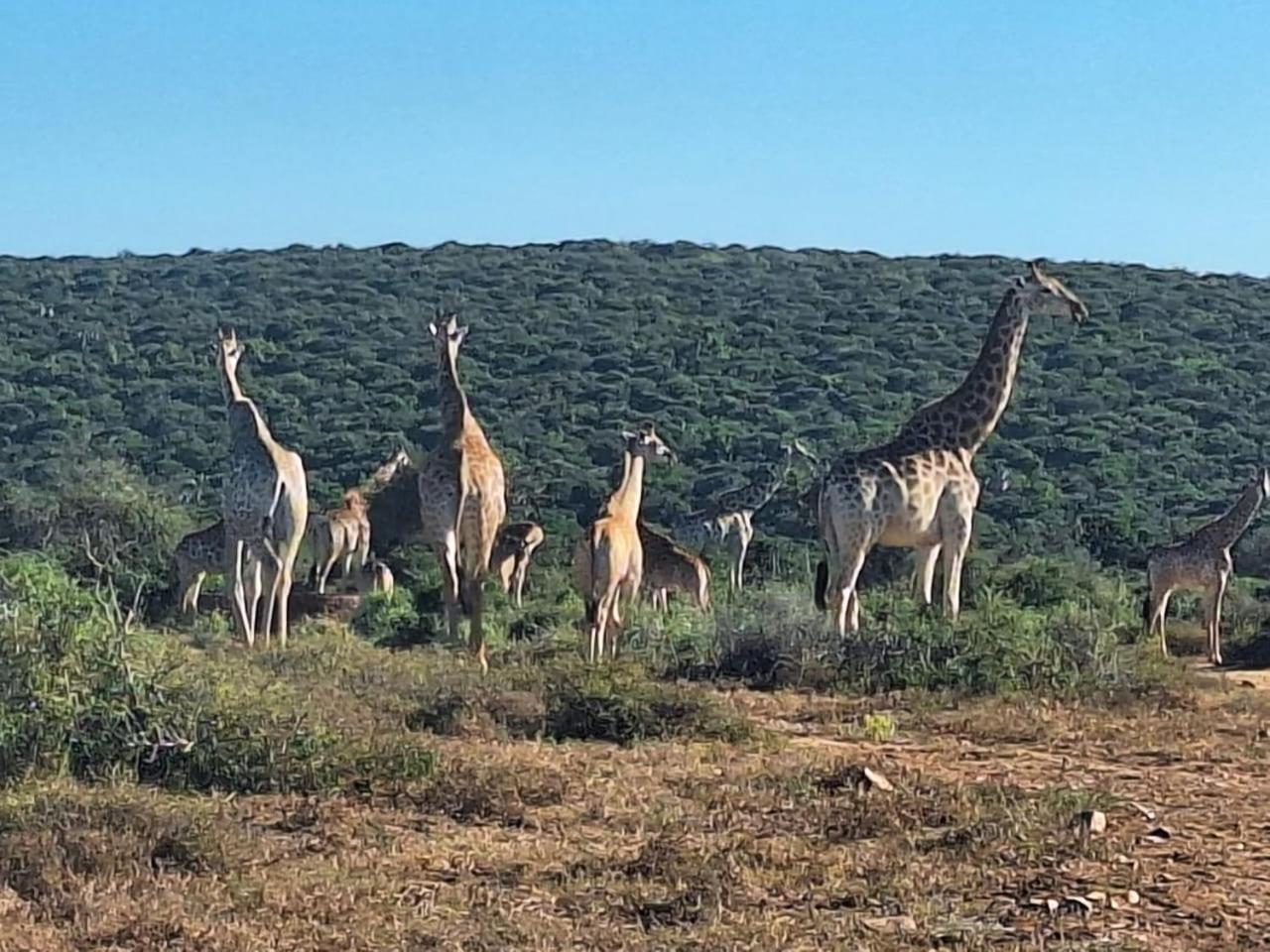 Kudu Ridge Game Lodge أدو المظهر الخارجي الصورة