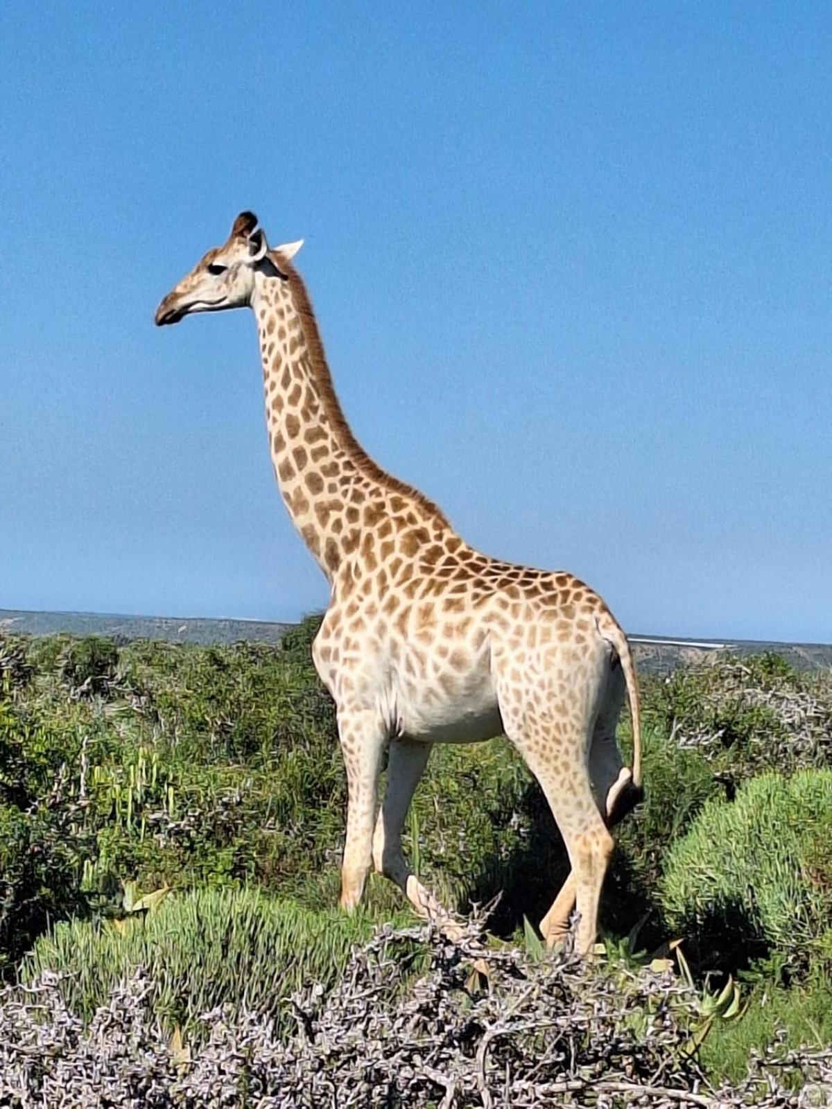 Kudu Ridge Game Lodge أدو المظهر الخارجي الصورة