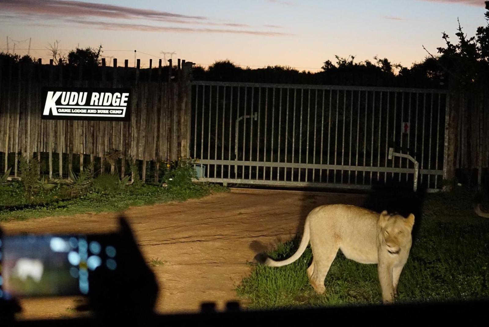 Kudu Ridge Game Lodge أدو المظهر الخارجي الصورة