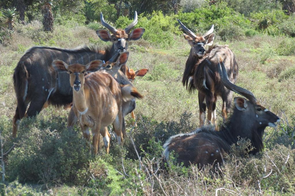 Kudu Ridge Game Lodge أدو المظهر الخارجي الصورة
