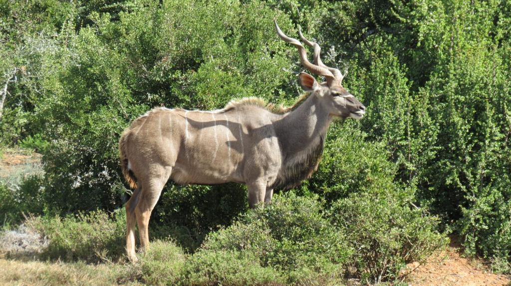 Kudu Ridge Game Lodge أدو المظهر الخارجي الصورة